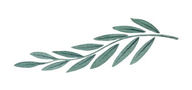 Yaprakları suluboya olan dekoratif bir dal. Güzel bir el flora elementi çizmiş. Beyaz arkaplanda izole edilmiş grafik bitkisi