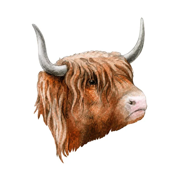 Citra warna air sapi di dataran tinggi. Lahan pertanian Skotlandia gambar tangan dekat ilustrasi. Sapi merah dengan tanduk potret terisolasi pada latar belakang putih — Stok Foto