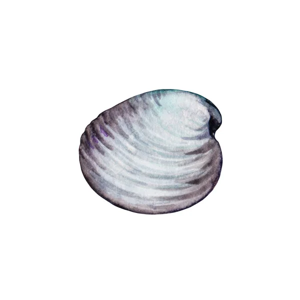 白い貝殻の上からの水彩画。手描きのクローズアップリアルなホタテの要素。おいしい魚介類の動物。白い背景に隔離された海底海洋生物 — ストック写真