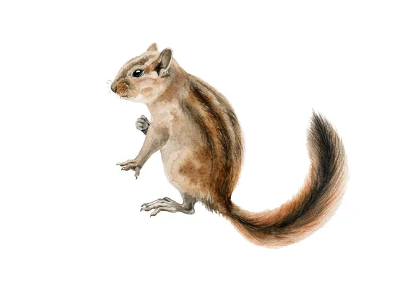 Fluffy chipmunk (squirrel) watercolor illustration. Hand drawn small rodent with a beautiful long tail close up image. Cute young forest gnawer isolated on white background. — Stock Photo, Image