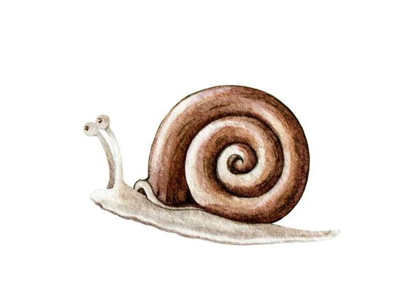 Funny cartoon snail watercolor illustration. Hand drawn cute garden slug with a shell image. Happy snail isolated on white background.