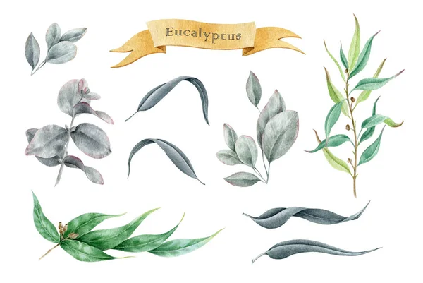 Eucalyptus list a větve akvarel ilustrační sada. Ručně kreslené prvky cinerea, gunnii, populus eukalyptus s listy, ovocem a větvemi. Aroma byliny izolované na bílém pozadí — Stock fotografie