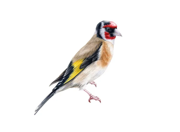 Goldfinch bird watercolor illustration. Hand drawn close up beautiful finch with black and yellow feathers. Goldfinch European song bird portrait isolated on white background — Stock Photo, Image