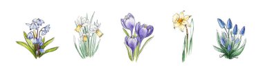 Bahar nergis, crocus, muscari, BlueBell çiçeği suluboya seti. Güzel taze mevsim çiçeklerinin el yapımı koleksiyonu. Çiçek açan bitki elementleri beyaz arkaplanda izole edildi.