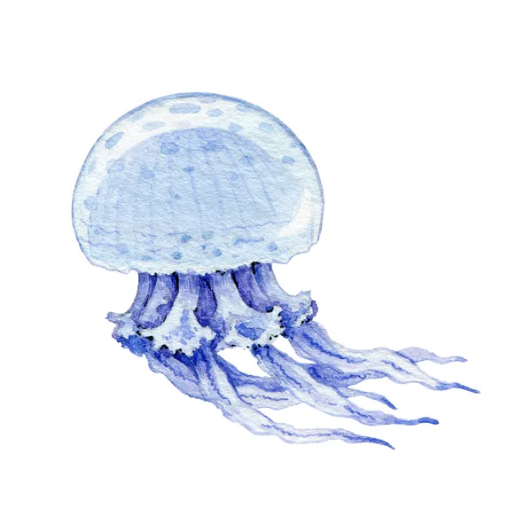 Medusas azules dibujadas a mano imagen de acuarela. Hermosa medusa tropical bajo el agua criatura imagen de dibujos animados. Medusas natación vista lateral ilustración. Medusa de la vida marina aislada sobre fondo blanco . — Foto de Stock