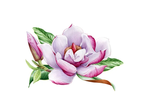 Magnolia flor rosa com folha aquarela pintada ilustração. Mão desenhada flor de primavera exuberante em plena floração. Magnolia pintar encantadora flor isolada no fundo branco . — Fotografia de Stock