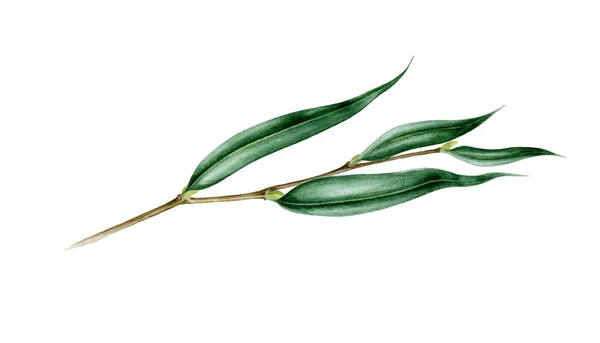 水彩画のイラストを葉で柳の枝。手描きで一枚の葉のオブジェクトを閉じます。装飾や招待状のデザインのための完璧な要素。白い背景に孤立した柳の葉. — ストック写真