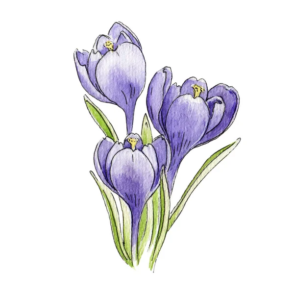Violet crocus virág levelek akvarell kép. Kézzel rajzolt sáfrányvirág illusztráció. Lila virágzó tavaszi növény. Gyönyörű kert crocus elszigetelt fehér háttér. — Stock Fotó