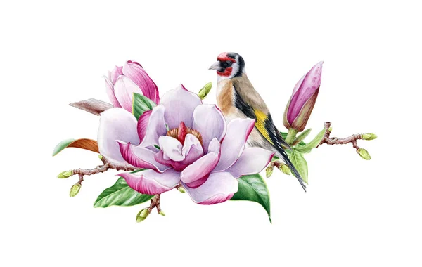 Beautiful magnolia flower with goldfinch bird on a tree branch watercolor painted illustration. Tender spring blossom with a bud and green leaf. Hand drawn full bloom magnolia flower and goldfinch. — Stock Photo, Image