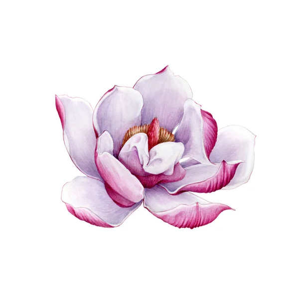 Magnolia rosa anbud blomma akvarell målade illustration. Handritad frodig vårblomma i full blom. Magnolia måla charmig blomma isolerad på den vita bakgrunden. — Stockfoto
