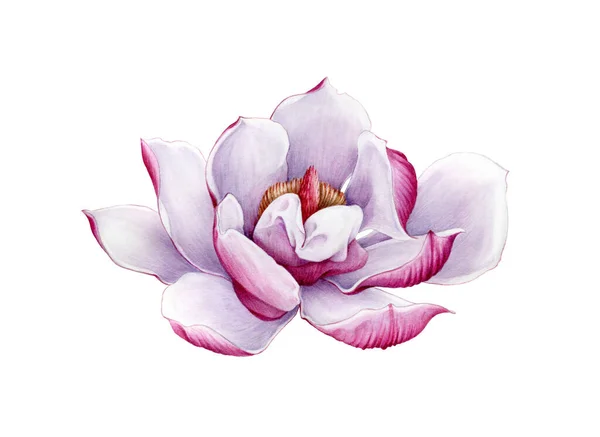 Магнолія рожева ніжна квітка акварельна розписана ілюстрація. Рука намальована пишною весною цвіте в повному розквіті. Магнолія чарівна квітка ізольована на білому тлі . — стокове фото