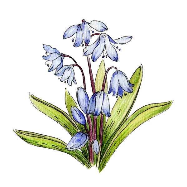 Bluebell flor acuarela imagen. Imagen de planta de primavera salvaje dibujada a mano. Flores de bosque tiernas azules con hojas verdes. Aislado sobre fondo blanco . —  Fotos de Stock