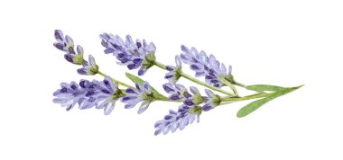 Lavanta çiçekleri suluboya çizimi. Organik Lavandula bitkisi tomurcuklar ve yeşil yapraklarla illüstrasyon oluşturur. Tıbbi ve aromalı leylak bitkisi botanik çizimi. Beyaz arkaplanda izole