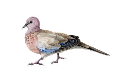 Pembe benekli güvercin suluboya çizimi. Asyalı sıradan bir kuş, güvercin, elle çizilmiş bir resim. Beyaz arka planda izole edilmiş vahşi, güzel güvercin.