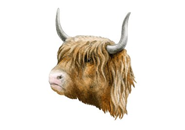 Highland sığırı suluboya resmi. Elle çizilmiş İskoç çiftlik cinsi. Eski tarz bir illüstrasyon. Beyaz arka planda izole edilmiş boynuzlu İskoçya ineği portresi