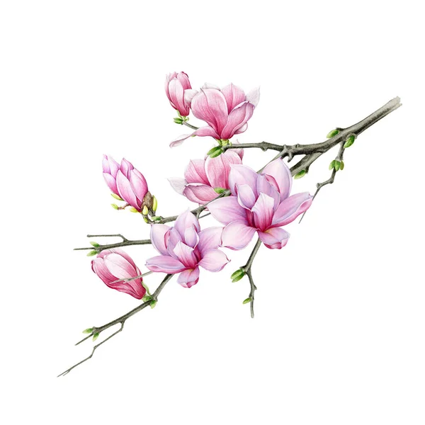 Magnolia rosa macia ramo com flores close up ilustração aquarela. Mão desenhada flor de primavera exuberante com botões em uma árvore. Elemento de árvore de magnólia isolado no fundo branco — Fotografia de Stock