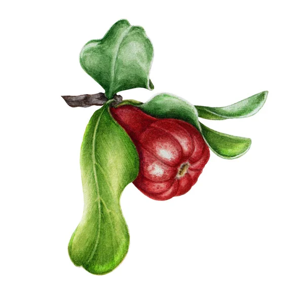 Granátová jablka přírodní malé ovoce akvarel ilustrace. Punica botanické ručně kreslené obrázek organické drobné ovoce obklopený listem. Izolováno na bílém pozadí — Stock fotografie