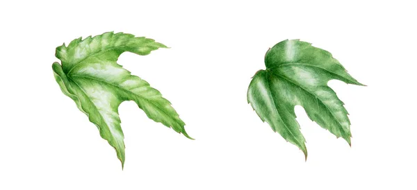 Hiedra verde deja conjunto de ilustración acuarela. Pintado a mano de cerca elementos individuales de una planta de jardín botánico. Hiedra verde natural hoja fresca aislada sobre fondo blanco —  Fotos de Stock