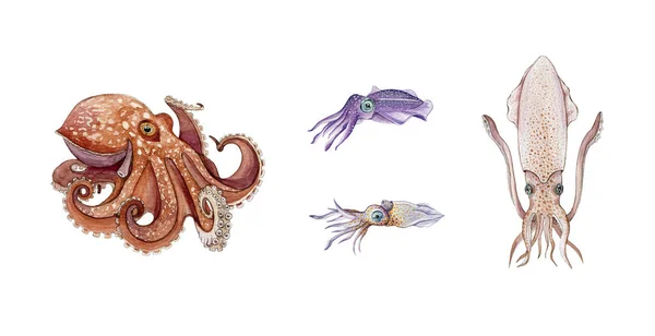 Oktopus, Tintenfisch, Tintenfisch und Tintenfisch Aquarell-Illustrationsset. Handgezeichnete Meerestiere. Frische Meeresfrüchte Meeresfrüchte Objekte. Unterwasser-Wasserkraken, Tintenfische, Tintenfische Sammlung auf weiß — Stockfoto