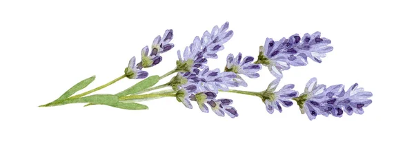 Levandulové květiny akvarel ilustrace. Organické Lavandula bylinné pupeny se zelenými listy zblízka ilustrovat. Lékařské a aromatické fialové bylinné botanické kresby. Izolováno na bílém pozadí — Stock fotografie