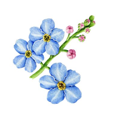Mavi unutma beni çiçekleri suluboya resimleme. El, Myosotis Meadow bitkisi botanik elementi çizmiş. Beyaz arka planda tomurcuklanmış tomurcukları olan narin bahar romantik çiçekleri