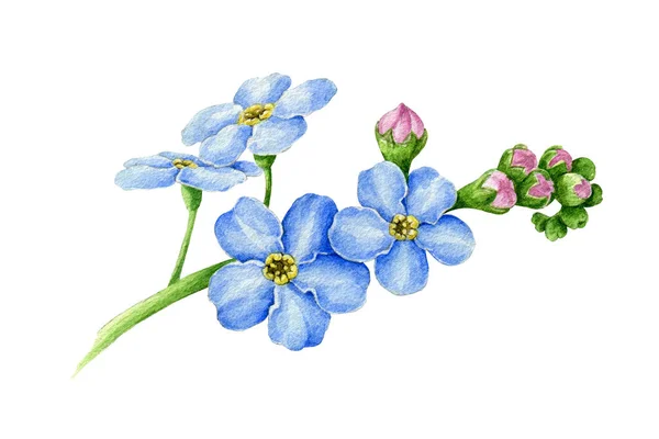 Azul esquecer-me-não flor com botões ilustração aquarela. Mão desenhada miosite prado ervas elemento botânico. Tender primavera flores românticas florescendo no caule isolado no fundo branco — Fotografia de Stock