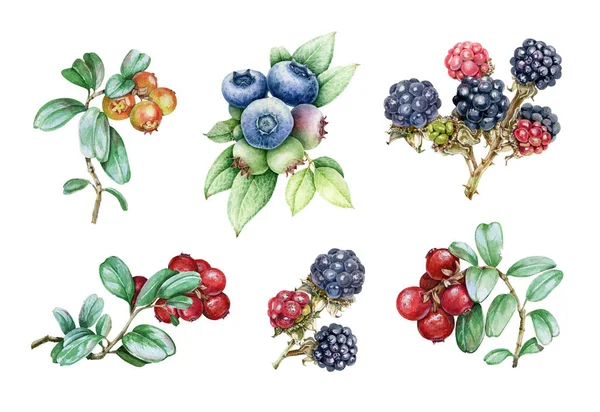 Mirtillo, mora di rovo e cowberry acquerello set illustrazione. Varietà di selvatici succosa e gustosa raccolta di bacche biologiche. Huckleberry e mirtillo rosso con foglie verdi elementi su sfondo bianco — Foto Stock