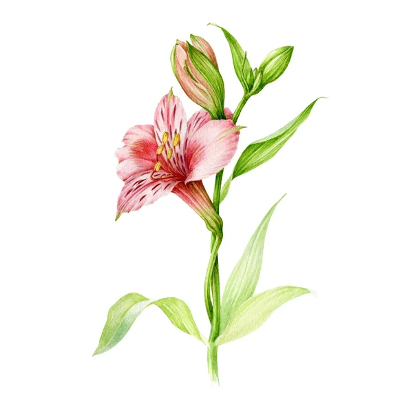 Alstromeria pink flower with buds and green leaves watercolor illustration. Hand drawn botanical beautiful blooming plant single element. Elegant pink garden flower with blossom on white background — Stock Photo, Image