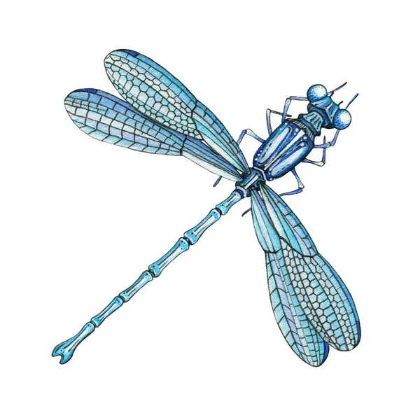 Azul elegante libélula acuarela ilustración de alta calidad. Dibujado a mano hermosa pradera y el insecto del río. Una sola libélula de cerca imagen ditaled. Animal frágil colorido sobre fondo blanco —  Fotos de Stock