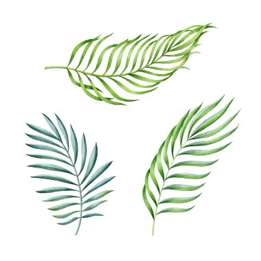 Egzotik palmiye yaprağı suluboya seti. El çizimi yeşil tropikal yapraklar. Yemyeşil palmiye yaprakları orman setinde. Botanik illüstrasyonunu kapat. Hassas yağmur ormanı ağaçları beyaz arkaplanda izole edilmiş