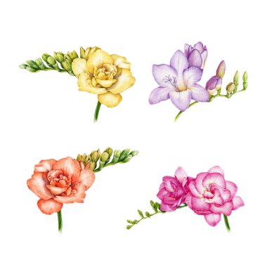 Frezya çiçek seti. Bir demet lavanta, sarı, turuncu ve pembe frezya çiçekleri suluboya çizimi. Yeşil tomurcuklu el yapımı botanik bitkileri. Beyaz arkaplanda izole