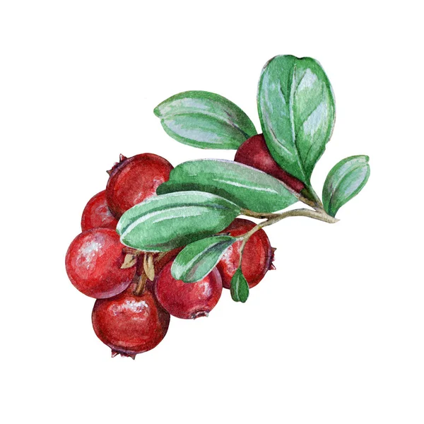 Lingonberry stonek se zelenými listy a červené zralé bobule akvarel ilustrace. Ručně kreslené čerstvé hovězí. Chutný les foxberry zblízka obraz izolovaný na bílém pozadí — Stock fotografie