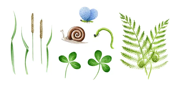 Zelená tráva, jetel, kapradí, hlemýžď, motýl jednotlivé prvky akvarel ilustrační set. Ručně kreslené zblízka botanické přírodní bylinné předměty a hmyz. Čerstvě zelená tráva izolované na bílém pozadí — Stock fotografie