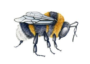 Bumblebee suluboya illüstrasyonunu kapat. El yapımı kabarık çizgili çayır böceği. Kanatları ve bacakları yan görünümlü siyah ve sarı bal arısı. Beyaz arka planda bahçe bal tozlayıcı böceği