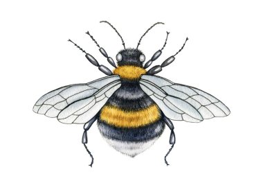 Bumblebee suluboya illüstrasyonunu kapat. El yapımı kabarık çizgili çayır böceği. Kanatları ve bacakları manzaralı yaban arısı. Bahçe bal tozlayıcı böceği beyaz arkaplanda izole edilmiş