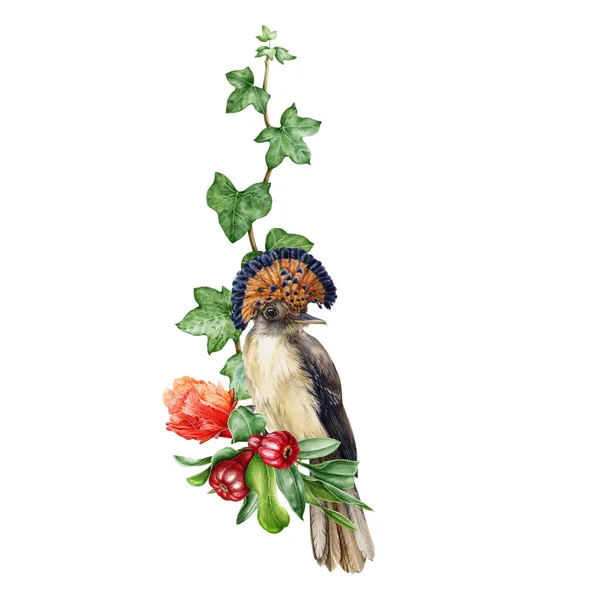 Flycatcher ave con flor de granada y fruta disposición acuarela dibujado a mano. Primer plano ilustración de alta calidad de aves tropicales exóticas y hojas de hiedra. Elegante decoración sobre fondo blanco —  Fotos de Stock