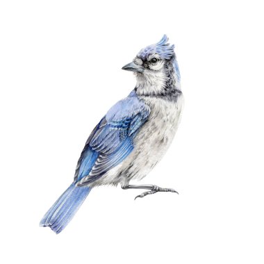 Mavi kuş suluboya çizimi. El çizimi Kuzey Amerika şarkı kuşu Cyanocitta cristata. Mavi karga, beyaz arkaplanda izole edilmiş kenar görünüm görüntüsünü kapat