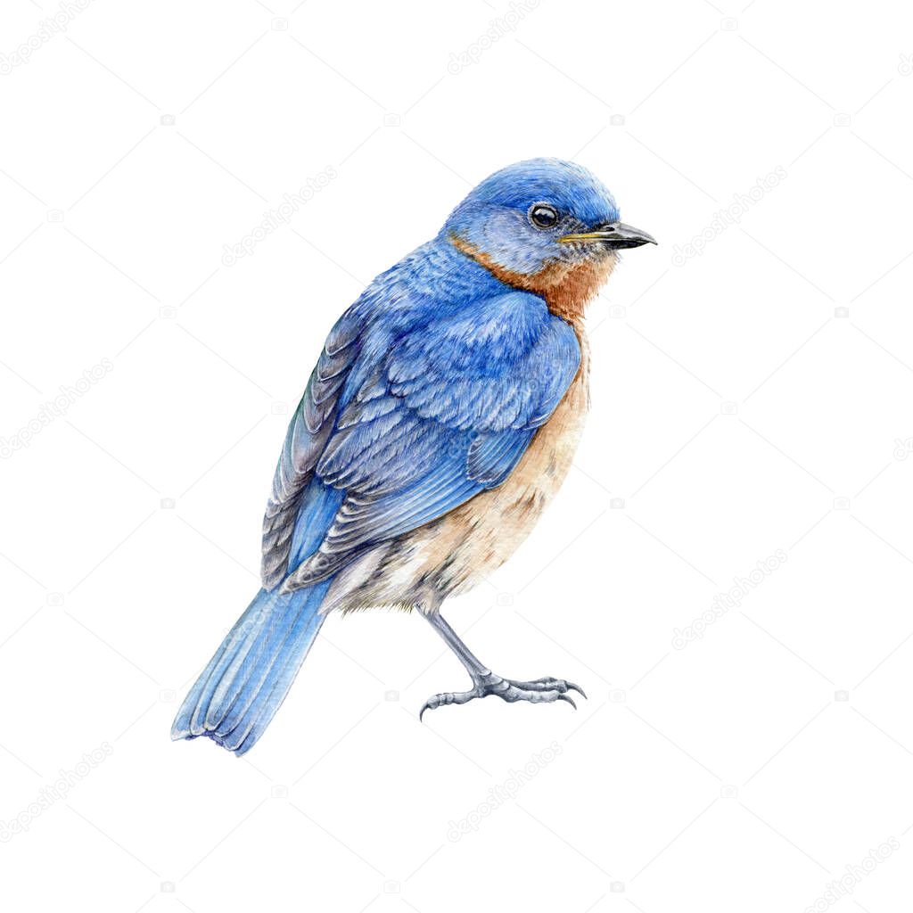 Western blue bird watercolor illustration. Hand drawn North America wild song bird Sialia mexicana. Bluebird close up side view image isolated on white background. Beautiful wildlife animal
