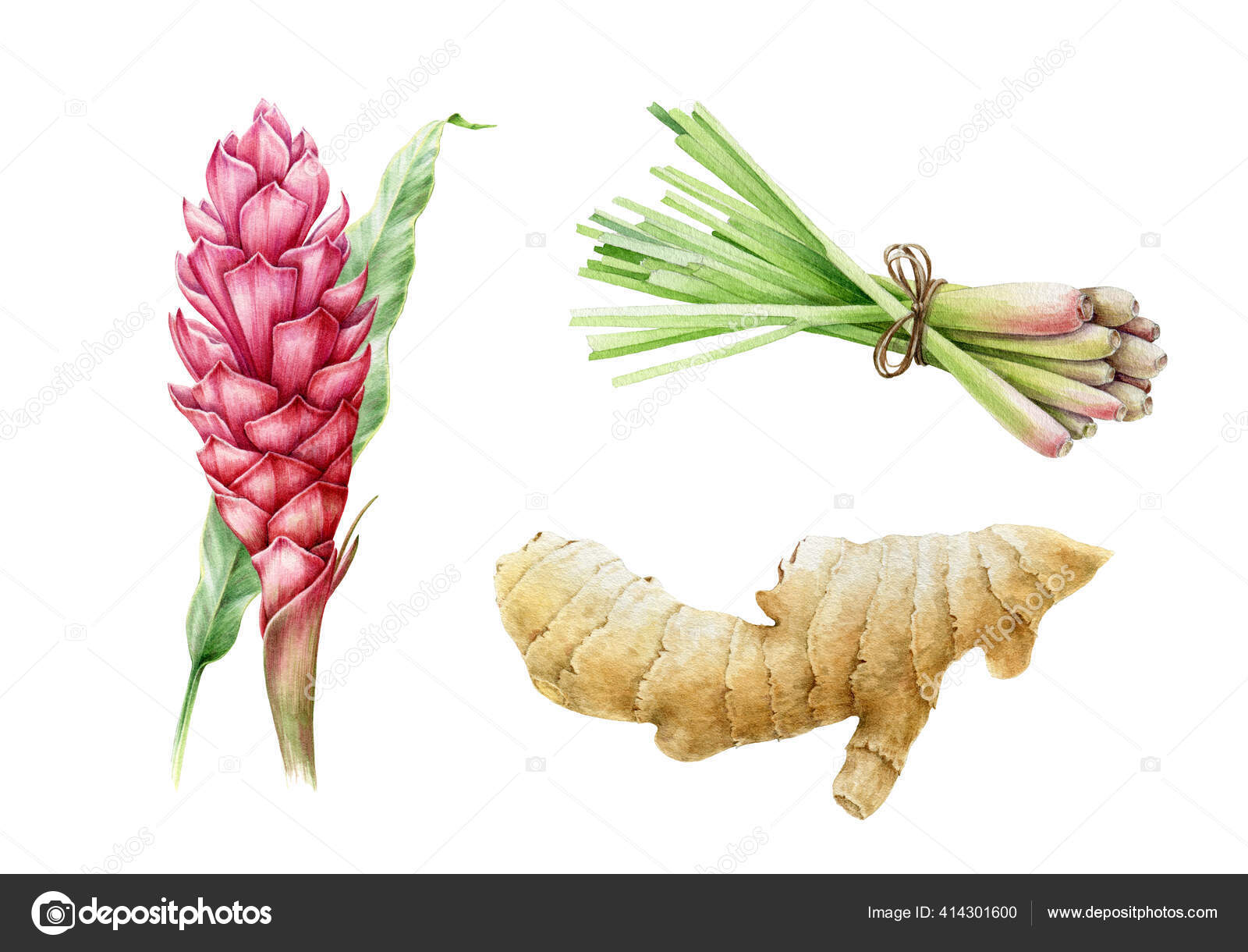 Raiz de gengibre, erva-cidreira e cúrcuma ilustração aquarela flor. mão  desenhado close up picante asiático ervas definido. Flor de gengibre e  erva-cidreira bando de objetos aromáticos tradicionais Ilustração de  ©anitapol #414301600, image size:1600x1220