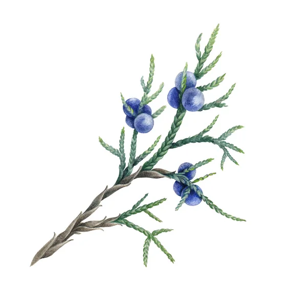 緑色の葉と青い果実の水彩画のイラストとジュニパー茎。手描きの天然有機植物-アロマセラピー、ジンと薬のための成分。藍果実のあるジュニパー枝 — ストック写真