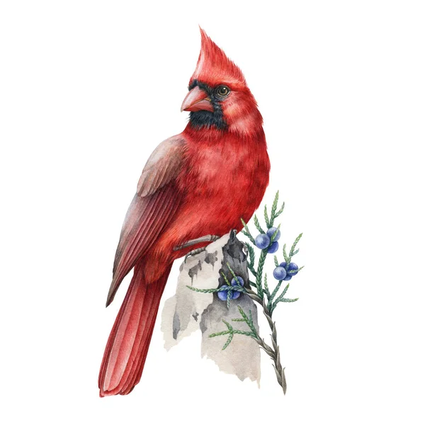 Pájaro cardinal rojo con ilustración de acuarela de tallo de enebro. Pájaro hermoso dibujado a mano con bayas silvestres de enebro azul invierno. Símbolo de Navidad - brillante cardenal aislado sobre fondo blanco —  Fotos de Stock