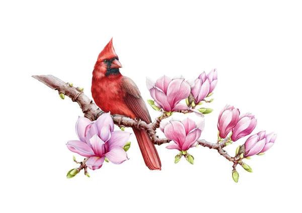 Pájaro cardinal rojo con flores de magnolia ilustración acuarela. Mano dibujada de cerca hermoso pájaro con exuberantes flores de primavera magnolia. Cardenal brillante sobre una rama aislada sobre fondo blanco —  Fotos de Stock