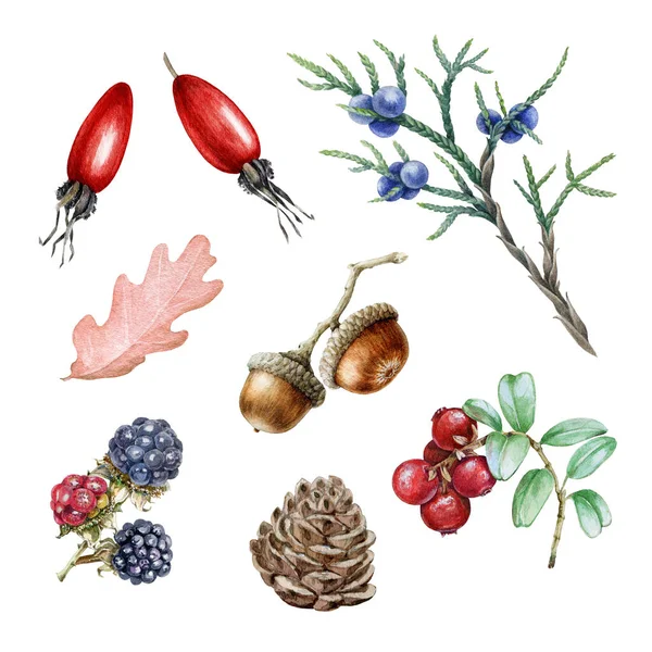 Lesní divoké bobule akvarel ilustrační sada. Ručně kreslené ostružiny, ostružiny, dogrosa, jalovec, žalud, borovicové kužely zblízka prvky. Přírodní lesní podzimní ovoce a bobule na bílém pozadí — Stock fotografie