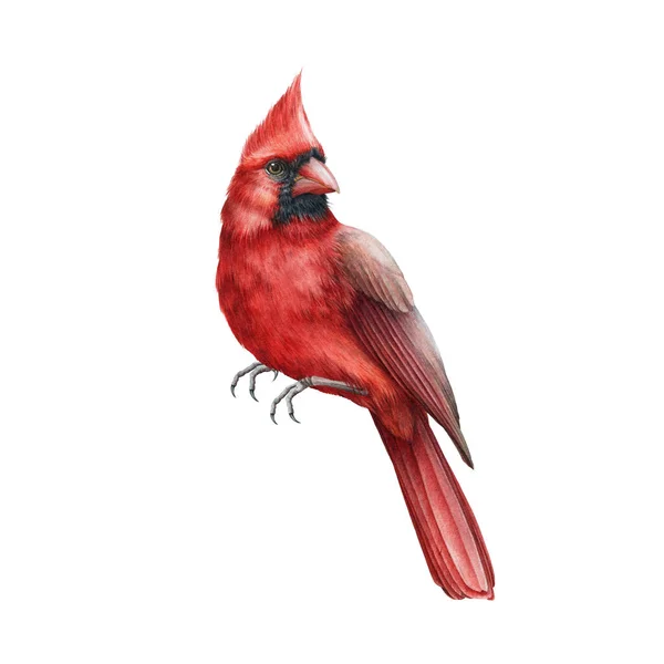 Ilustración de acuarela pájaro cardenal rojo. Mano dibujada cerca solo hermoso pájaro. Símbolo de Navidad e invierno - elemento cardinal brillante aislado sobre fondo blanco —  Fotos de Stock