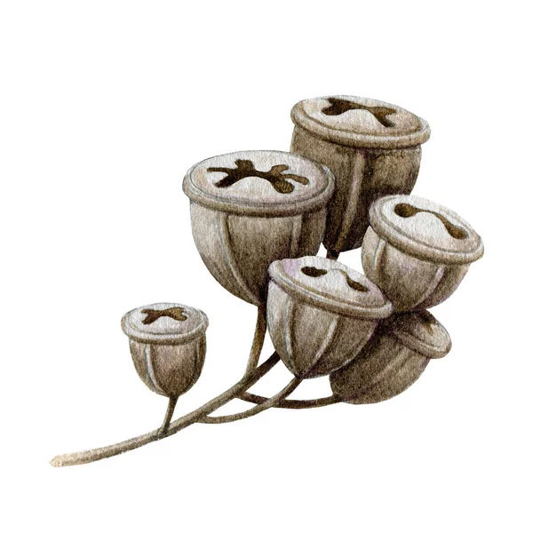 ユーカリの木の種水彩イラスト。手描きのユーカリドライフルーツの要素を閉じます.天然有機種子-白を背景に素朴な装飾オブジェクト — ストック写真