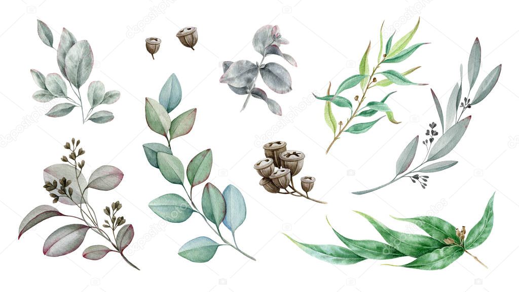 Eucalyptus branch watercolor illustration set. Natural decorative branch single element collection. Hand drawn close up elegant eucalyptus botanical medical plant. Isolated on white background