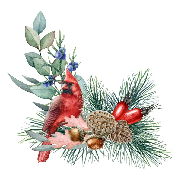 Disposizione floreale invernale rustico acquerello illustrazione. Decorazione naturale disegnata a mano con uccello cardinale rosso, pino, foglie di eucalipto, ghianda, cowberry e bacche di rosa canina. Decorazione su sfondo bianco — Foto Stock