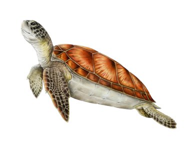 Yeşil Deniz Kaplumbağası Deniz Yaşamı Hayvanı gerçekçi el çizimi. Chelonia mydas su yaban hayatı sürüngen klasik tasviri. Beyaz arkaplanda deniz kaplumbağası kenarı görünümü izole.