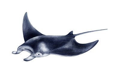 Manta vatozlu balık eli suluboya çizimi. Manta alfredi sualtı hayvan vintage stili gerçekçi görüntü. Mercan resifi deniz yaşamı beyaz zemin üzerinde izole edilmiş büyük balıklar.