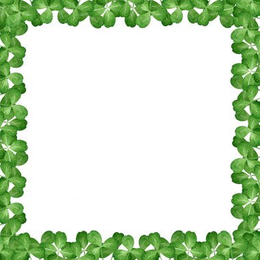 Yeşil yonca kare çerçeve dekorasyonu yapar. Elle çizilmiş suluboya klasik resim. Yonca taze yeşil yaprak çiçekli element beyaz arkaplanda izole edildi.